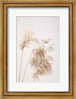 Framed Reed Grass Grey 7