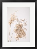 Framed Reed Grass Grey 7