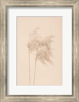 Framed Reed Grass Beige 2