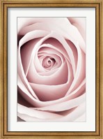 Framed Pink Rose No 1