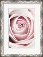 Framed Pink Rose No 1