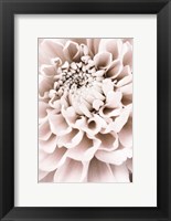 Framed Chrysanthemum No 1