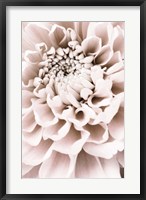 Framed Chrysanthemum No 1