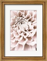 Framed Chrysanthemum No 1