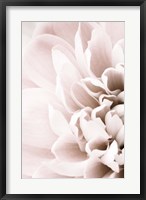 Framed Chrysanthemum No 2