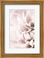 Framed Chrysanthemum No 2