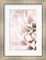 Framed Chrysanthemum No 2