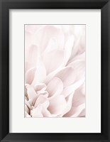 Framed Chrysanthemum No 4