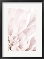Framed Chrysanthemum No 4