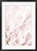 Framed Chrysanthemum No 4