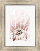 Framed Chrysanthemum No 6
