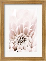 Framed Chrysanthemum No 6
