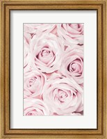 Framed Pink Roses No 2