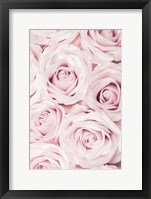 Framed Pink Roses No 2