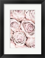 Framed Pink Roses No 1
