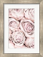 Framed Pink Roses No 1
