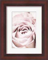 Framed Pink Rose No 6