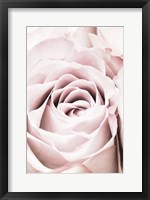 Framed Pink Rose No 6