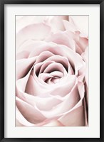Framed Pink Rose No 6