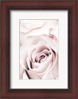 Framed Pink Rose No 5