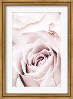 Framed Pink Rose No 5