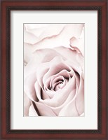Framed Pink Rose No 5