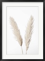 Framed Pampas White