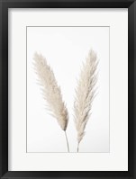 Framed Pampas White