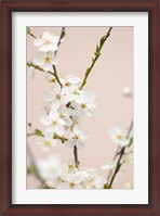 Framed Cherry Tree Flowers