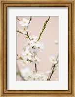 Framed Cherry Tree Flowers