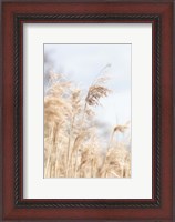 Framed Grass Reed and sky 3