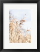 Framed Grass Reed and sky 3