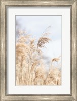 Framed Grass Reed and sky 3