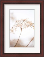 Framed Soft Dried Flower Brown