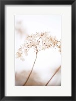 Framed Soft Dried Flower Brown