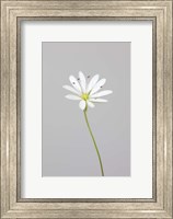 Framed Small White Flower 1