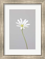 Framed Small White Flower 1