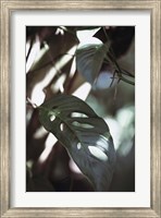 Framed Monstrea Leaves Nature 1