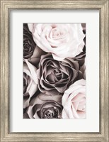 Framed Roses 2