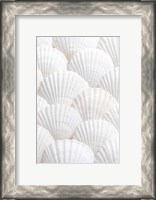 Framed Shells 3