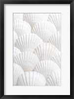 Framed Shells 3