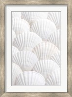 Framed Shells 3