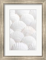 Framed Shells 3