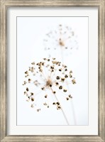 Framed Dried Flower 2 Natural