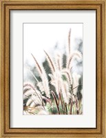 Framed Grass