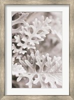 Framed Silver Leaves