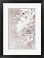 Framed Silver Leaves No 2