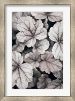 Framed Gray-pink Leaves