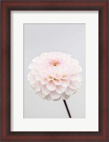 Framed Pink Flower No 3