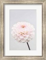 Framed Pink Flower No 3